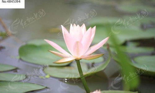 荔枝菌干功效与作用网-分享荔枝菌是什么，荔枝菌是什么知识库